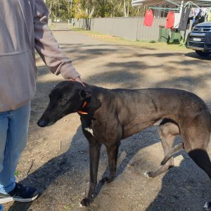 Greyhound Auctions Australia Australia's No.1 Greyhound Marketplace 20230701 122748