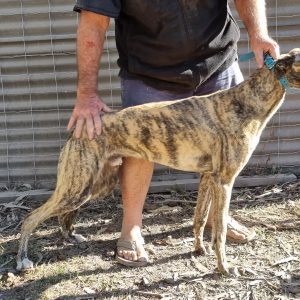 Greyhound Auctions Australia Australia's No.1 Greyhound Marketplace 20230806 085829