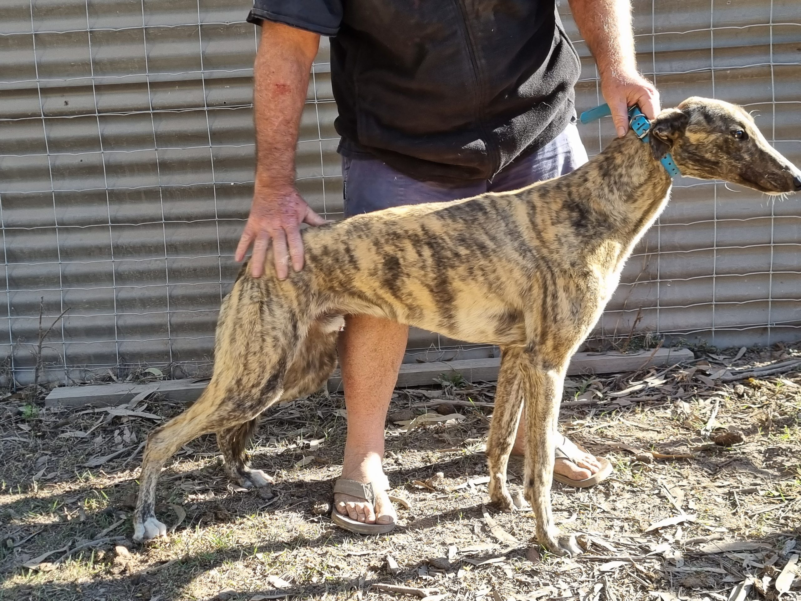 Greyhound Auctions Australia Australia's No.1 Greyhound Marketplace 20230806 085829 Greyhound Auctions Australia Australia's No.1 Greyhound Marketplace 20230806 085829