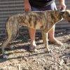Greyhound Auctions Australia Australia's No.1 Greyhound Marketplace 20230806 085851