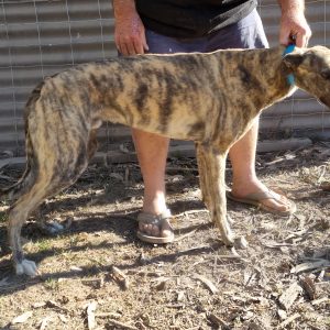 Greyhound Auctions Australia Australia's No.1 Greyhound Marketplace 20230806 085851