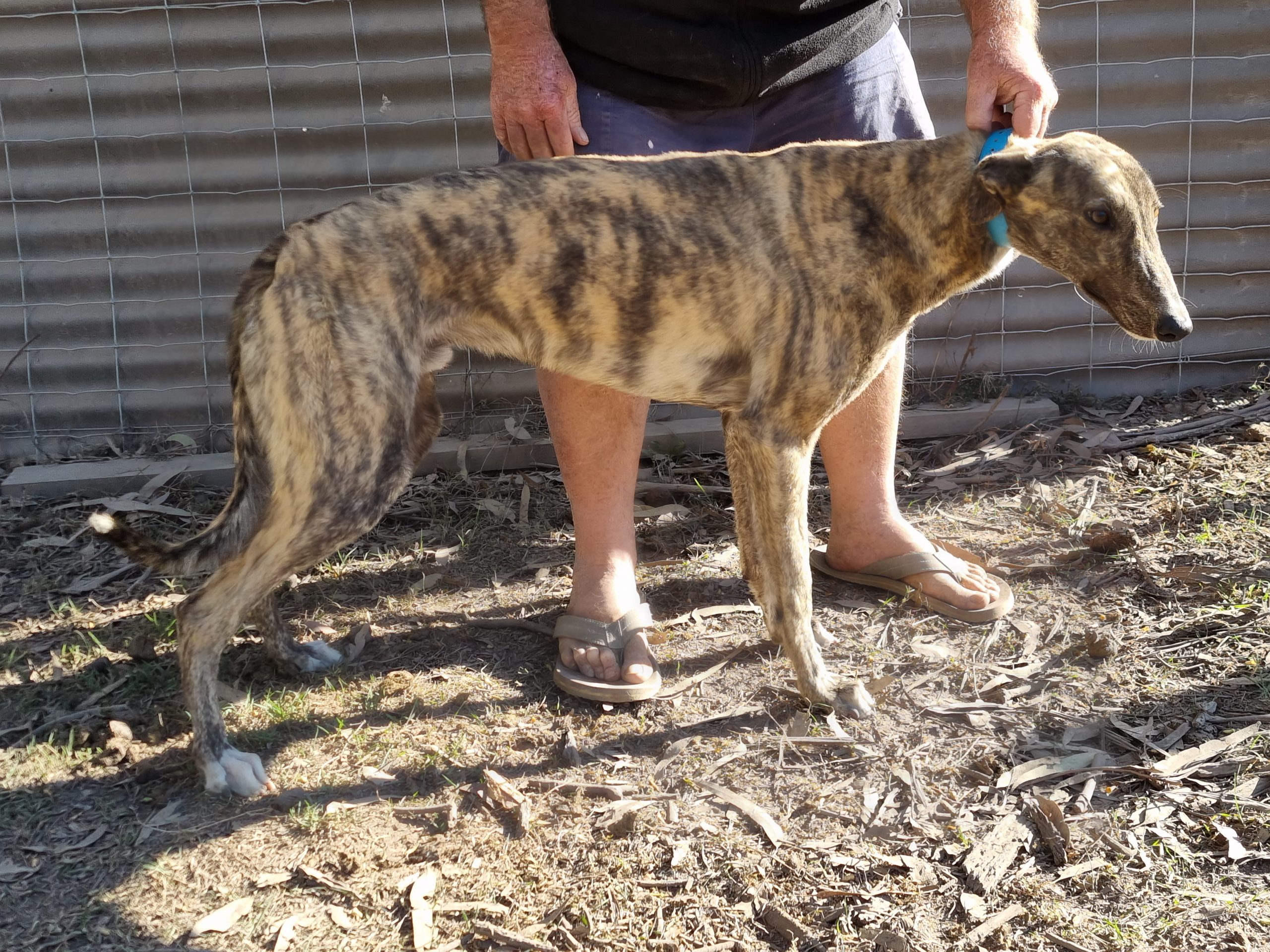 Greyhound Auctions Australia Australia's No.1 Greyhound Marketplace 20230806 085851 Greyhound Auctions Australia Australia's No.1 Greyhound Marketplace 20230806 085851