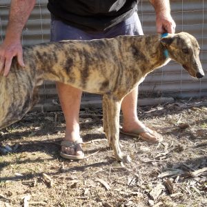 Greyhound Auctions Australia Australia's No.1 Greyhound Marketplace 20230806 085857