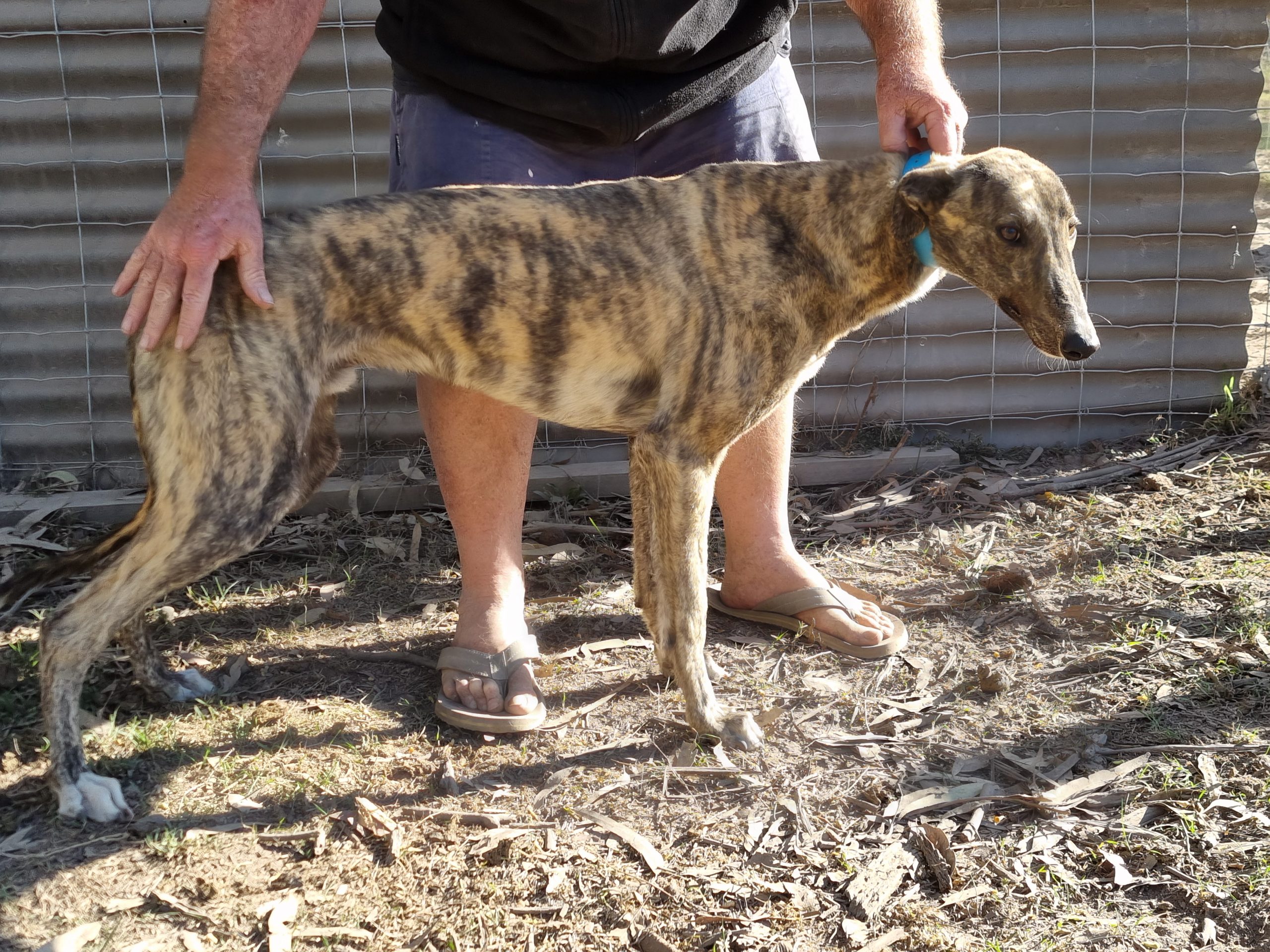 Greyhound Auctions Australia Australia's No.1 Greyhound Marketplace 20230806 085857 Greyhound Auctions Australia Australia's No.1 Greyhound Marketplace 20230806 085857