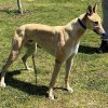 Greyhound Auctions Australia Australia's No.1 Greyhound Marketplace Canya Enhance
