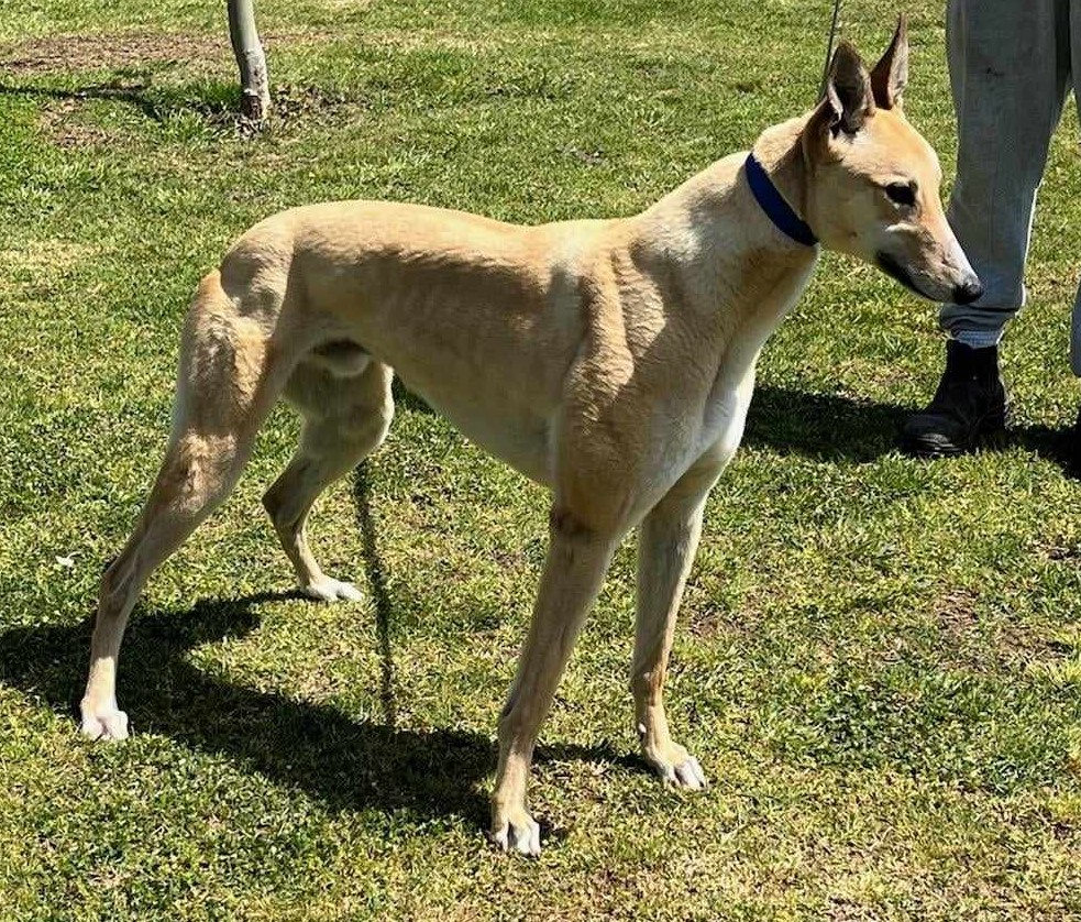 Greyhound Auctions Australia Australia's No.1 Greyhound Marketplace Canya Enhance Greyhound Auctions Australia Australia's No.1 Greyhound Marketplace Canya Enhance