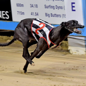Greyhound Auctions Australia Australia's No.1 Greyhound Marketplace Flying Ricciardo