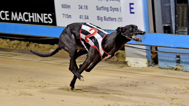 Greyhound Auctions Australia Australia's No.1 Greyhound Marketplace Flying Ricciardo Greyhound Auctions Australia Australia's No.1 Greyhound Marketplace Flying Ricciardo