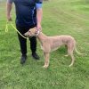 Greyhound Auctions Australia Australia's No.1 Greyhound Marketplace Img 1742