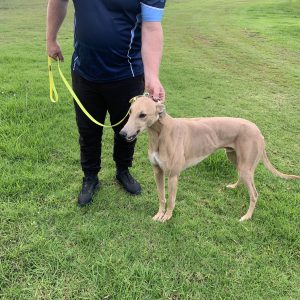 Greyhound Auctions Australia Australia's No.1 Greyhound Marketplace Img 1743