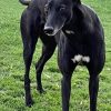 Greyhound Auctions Australia Australia's No.1 Greyhound Marketplace Img 4726