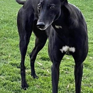 Greyhound Auctions Australia Australia's No.1 Greyhound Marketplace Img 4726