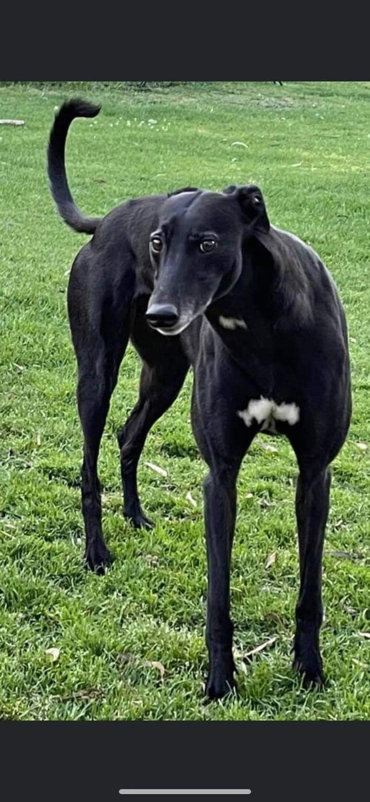 Greyhound Auctions Australia Australia's No.1 Greyhound Marketplace Img 4726 Greyhound Auctions Australia Australia's No.1 Greyhound Marketplace Img 4726