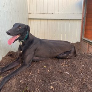 Greyhound Auctions Australia Australia's No.1 Greyhound Marketplace Shima Shine 26 08