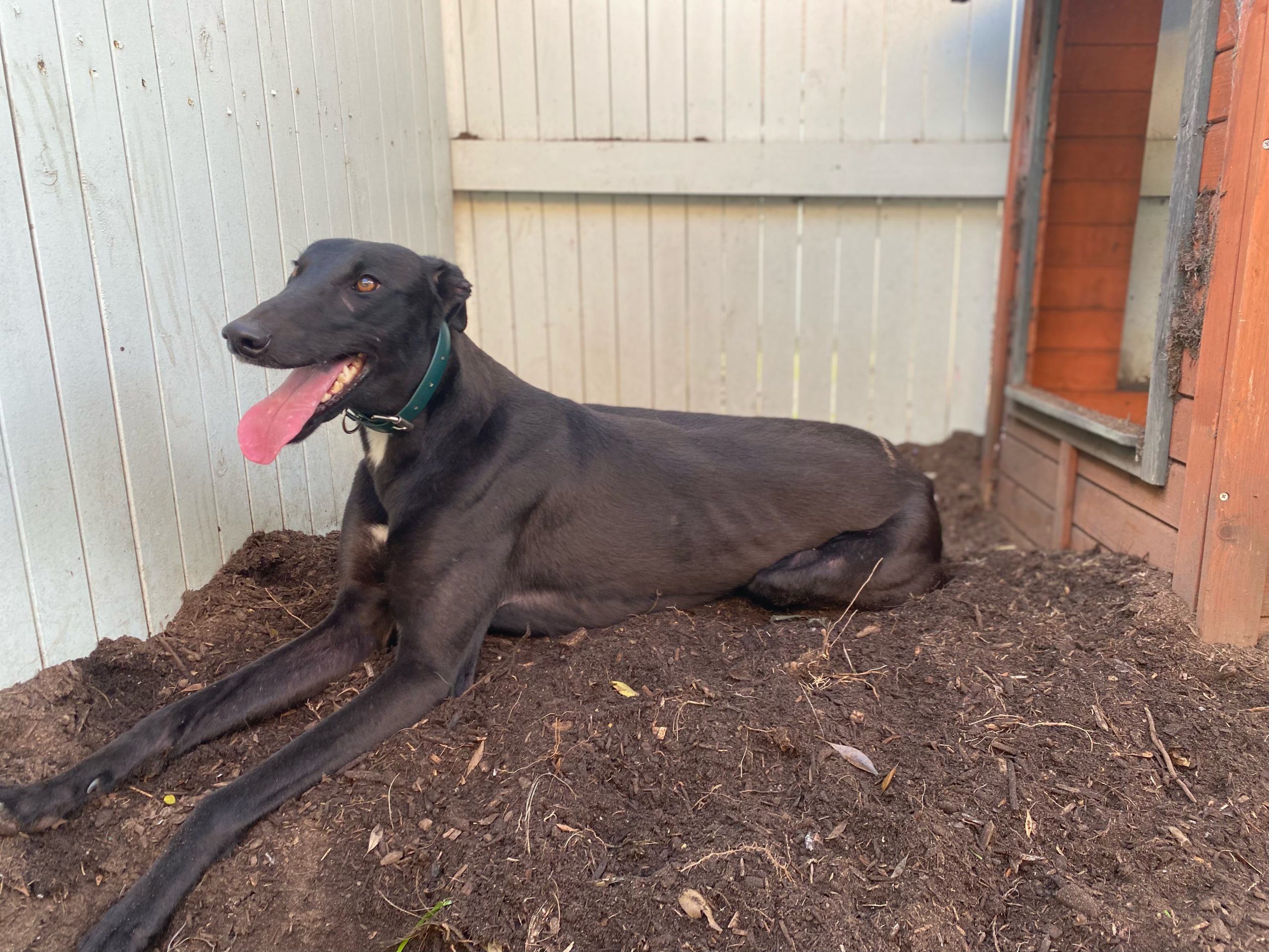 Greyhound Auctions Australia Australia's No.1 Greyhound Marketplace Shima Shine 26 08 Greyhound Auctions Australia Australia's No.1 Greyhound Marketplace Shima Shine 26 08