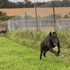Greyhound Auctions Australia Australia's No.1 Greyhound Marketplace Shima Shine X Midnight Carmen