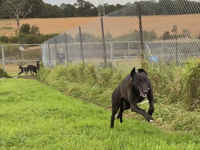 Greyhound Auctions Australia Australia's No.1 Greyhound Marketplace Shima Shine X Midnight Carmen Greyhound Auctions Australia Australia's No.1 Greyhound Marketplace Shima Shine X Midnight Carmen