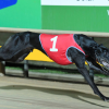 Greyhound Auctions Australia Australia's No.1 Greyhound Marketplace Aston Dee Bee Winning