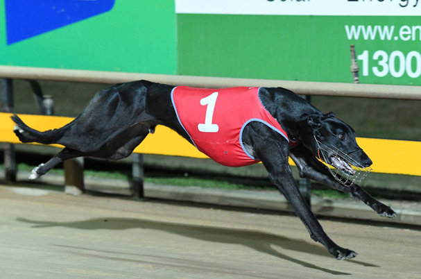 Greyhound Auctions Australia Australia's No.1 Greyhound Marketplace Aston Dee Bee Winning Greyhound Auctions Australia Australia's No.1 Greyhound Marketplace Aston Dee Bee Winning