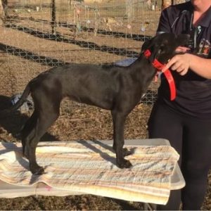 Greyhound Auctions Australia Australia's No.1 Greyhound Marketplace Aston Rupee Bitch Ocic
