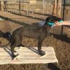 Greyhound Auctions Australia Australia's No.1 Greyhound Marketplace Aston Rupee Ocic