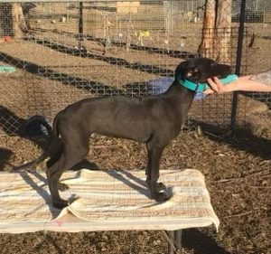 Greyhound Auctions Australia Australia's No.1 Greyhound Marketplace Aston Rupee Ocic