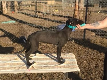 Greyhound Auctions Australia Australia's No.1 Greyhound Marketplace Aston Rupee Ocic Greyhound Auctions Australia Australia's No.1 Greyhound Marketplace Aston Rupee Ocic