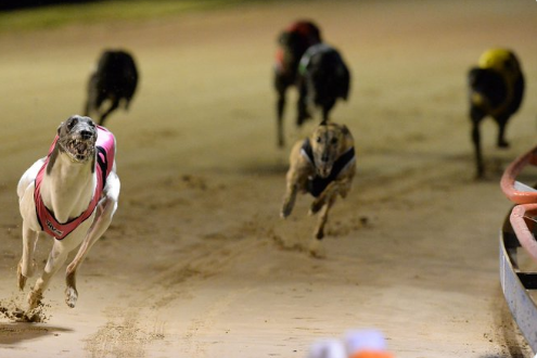 Greyhound Auctions Australia Australia's No.1 Greyhound Marketplace Greyhound Pic 1