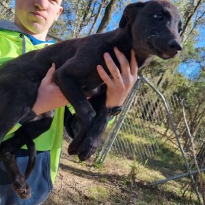 Greyhound Auctions Australia Australia's No.1 Greyhound Marketplace Hard Style 4th