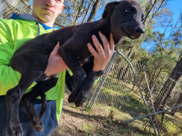 Greyhound Auctions Australia Australia's No.1 Greyhound Marketplace Hard Style 4th Greyhound Auctions Australia Australia's No.1 Greyhound Marketplace Hard Style 4th