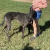 Greyhound Auctions Australia Australia's No.1 Greyhound Marketplace Image