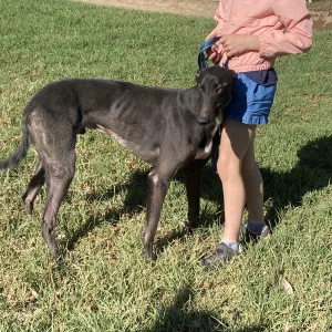 Greyhound Auctions Australia Australia's No.1 Greyhound Marketplace Image