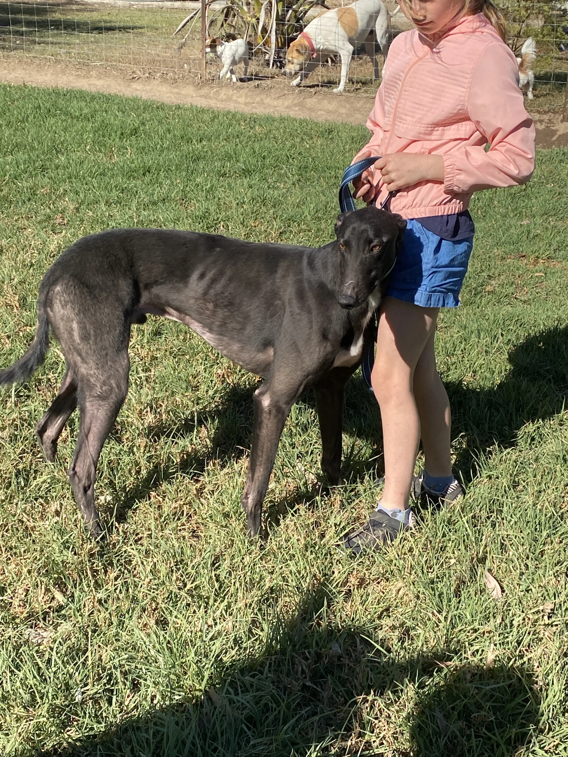 Greyhound Auctions Australia Australia's No.1 Greyhound Marketplace Image Greyhound Auctions Australia Australia's No.1 Greyhound Marketplace Image