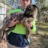 Greyhound Auctions Australia Australia's No.1 Greyhound Marketplace Image000000(1)