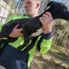Greyhound Auctions Australia Australia's No.1 Greyhound Marketplace Image000000(3)