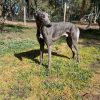 Greyhound Auctions Australia Australia's No.1 Greyhound Marketplace Koutaki