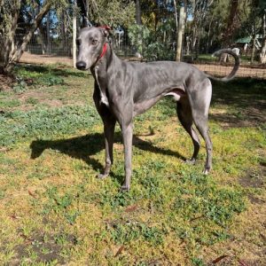 Greyhound Auctions Australia Australia's No.1 Greyhound Marketplace Koutaki 2