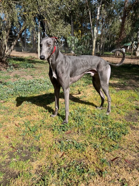 Greyhound Auctions Australia Australia's No.1 Greyhound Marketplace Koutaki 2 Greyhound Auctions Australia Australia's No.1 Greyhound Marketplace Koutaki 2