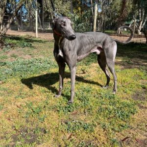 Greyhound Auctions Australia Australia's No.1 Greyhound Marketplace Koutaki