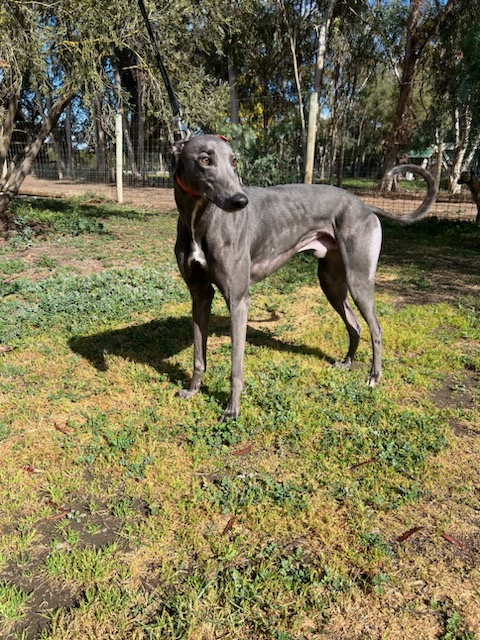 Greyhound Auctions Australia Australia's No.1 Greyhound Marketplace Koutaki Greyhound Auctions Australia Australia's No.1 Greyhound Marketplace Koutaki