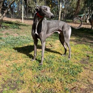 Greyhound Auctions Australia Australia's No.1 Greyhound Marketplace Koutski 1