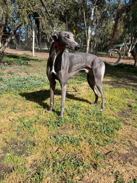 Greyhound Auctions Australia Australia's No.1 Greyhound Marketplace Koutski 1 Greyhound Auctions Australia Australia's No.1 Greyhound Marketplace Koutski 1