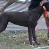 Greyhound Auctions Australia Australia's No.1 Greyhound Marketplace Received 6536860399712858