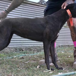Greyhound Auctions Australia Australia's No.1 Greyhound Marketplace Received 6536860399712858