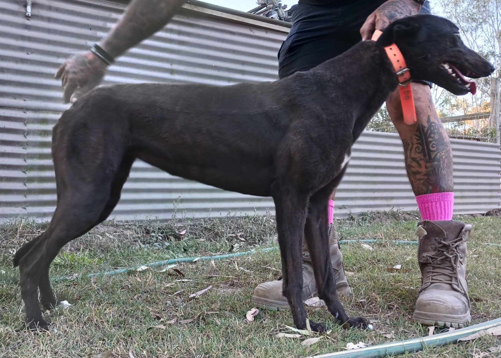 Greyhound Auctions Australia Australia's No.1 Greyhound Marketplace Received 6536860399712858 Greyhound Auctions Australia Australia's No.1 Greyhound Marketplace Received 6536860399712858