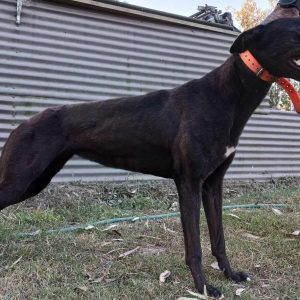 Greyhound Auctions Australia Australia's No.1 Greyhound Marketplace Received 695837872384813