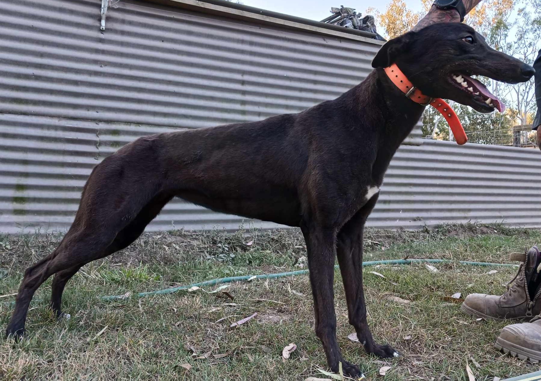 Greyhound Auctions Australia Australia's No.1 Greyhound Marketplace Received 695837872384813 Greyhound Auctions Australia Australia's No.1 Greyhound Marketplace Received 695837872384813