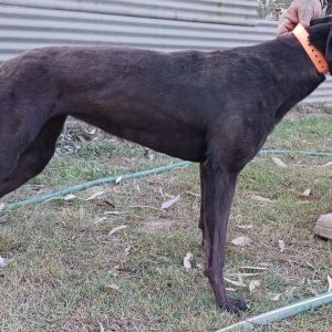 Greyhound Auctions Australia Australia's No.1 Greyhound Marketplace Received 895390018775318