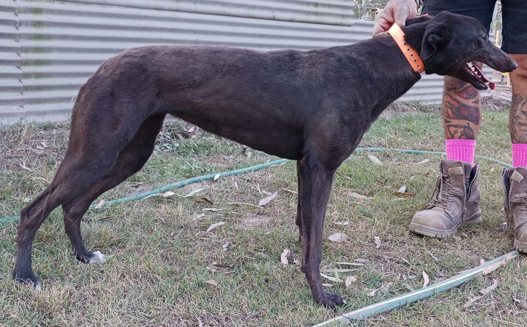 Greyhound Auctions Australia Australia's No.1 Greyhound Marketplace Received 895390018775318 Greyhound Auctions Australia Australia's No.1 Greyhound Marketplace Received 895390018775318