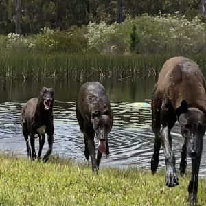 Greyhound Auctions Australia Australia's No.1 Greyhound Marketplace Shima Break In 1
